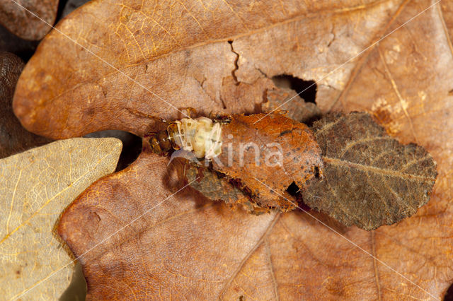 Glyphotaelius pellucidus