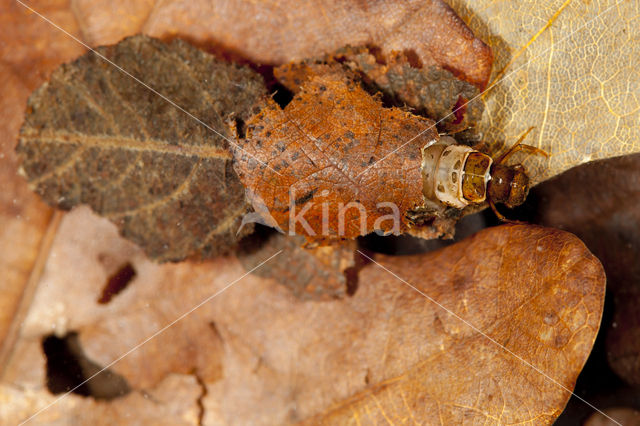 Glyphotaelius pellucidus