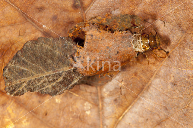 Glyphotaelius pellucidus