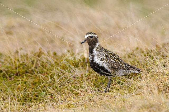 Goudplevier (Pluvialis apricaria)