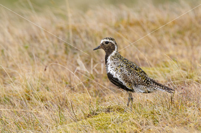 Goudplevier (Pluvialis apricaria)