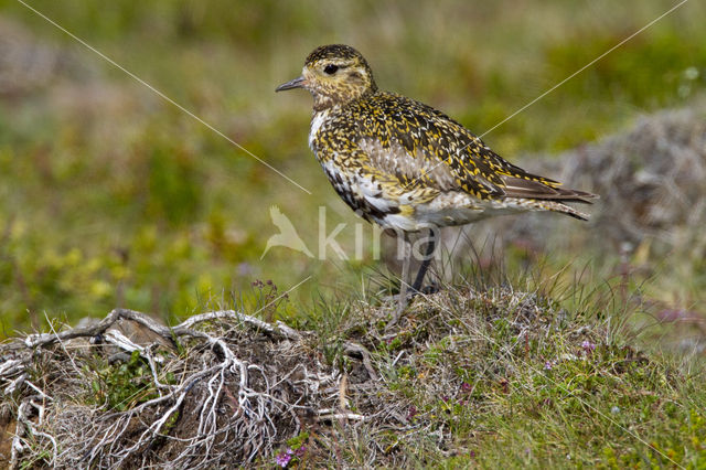 Goudplevier (Pluvialis apricaria)