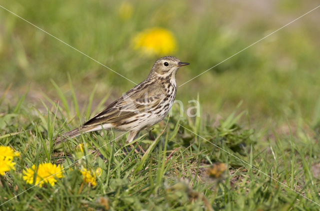 Graspieper (Anthus pratensis)