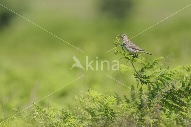 Meadow Pipit (Anthus pratensis)