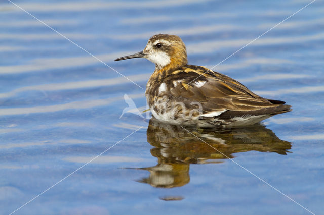 Grauwe Franjepoot (Phalaropus lobatus)