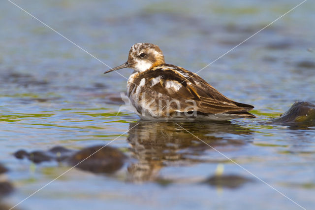 Grauwe Franjepoot (Phalaropus lobatus)