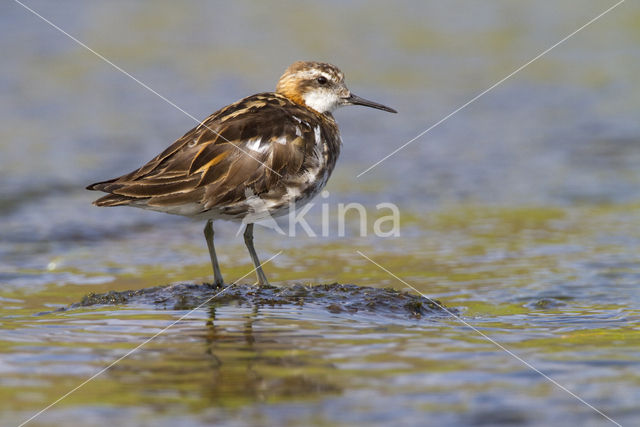 Red-necked Phalarope (Phalaropus lobatus)