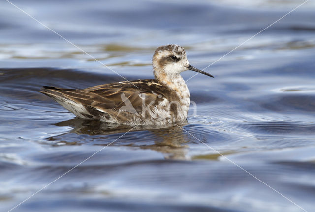 Grauwe Franjepoot (Phalaropus lobatus)