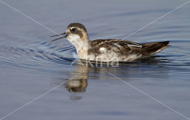 Red-necked Phalarope (Phalaropus lobatus)