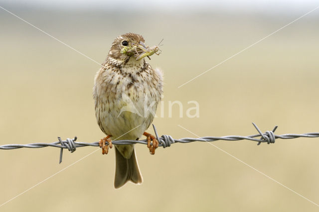 Corn Bunting (Miliaria calandra)