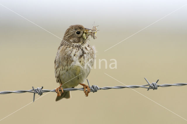 Corn Bunting (Miliaria calandra)