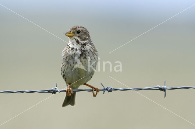 Corn Bunting (Miliaria calandra)