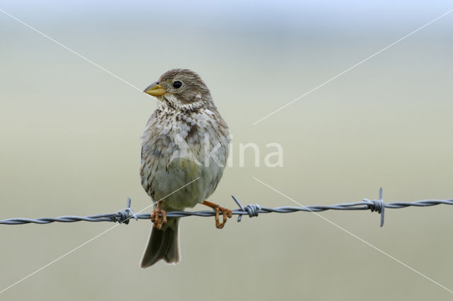 Corn Bunting (Miliaria calandra)