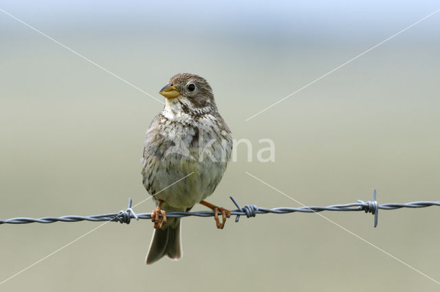 Corn Bunting (Miliaria calandra)