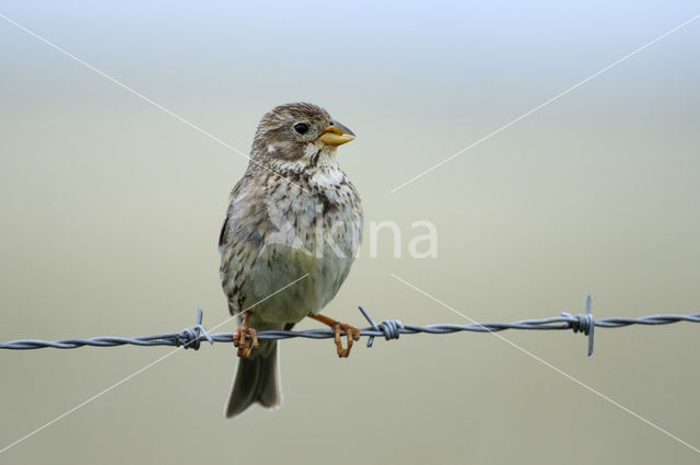 Corn Bunting (Miliaria calandra)