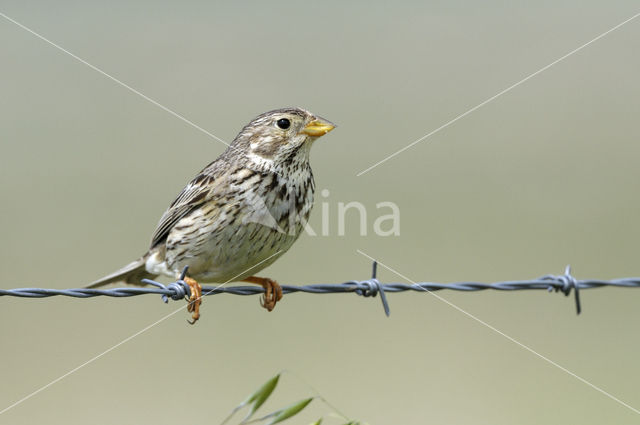 Grauwe Gors (Miliaria calandra)