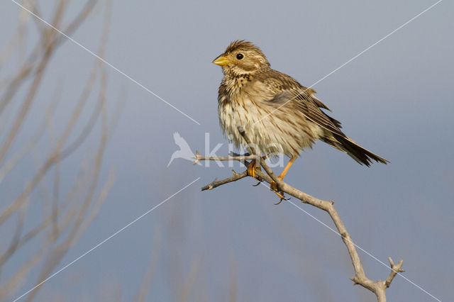 Corn Bunting (Miliaria calandra)