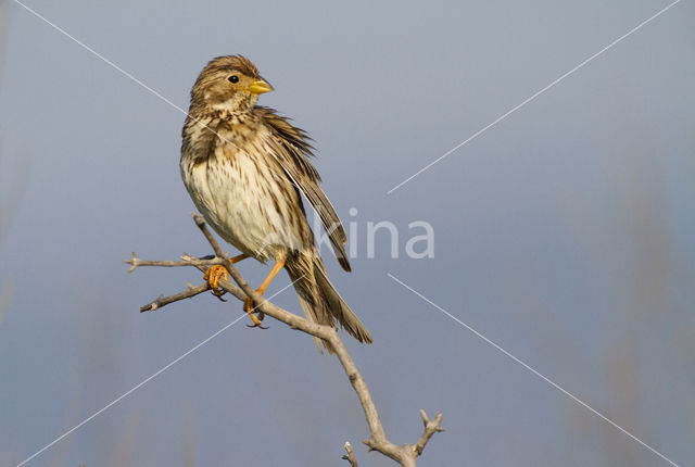 Corn Bunting (Miliaria calandra)