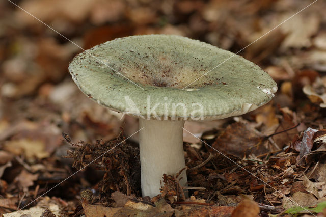 Green Russula