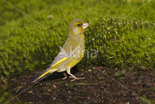 European Greenfinch (Carduelis chloris)