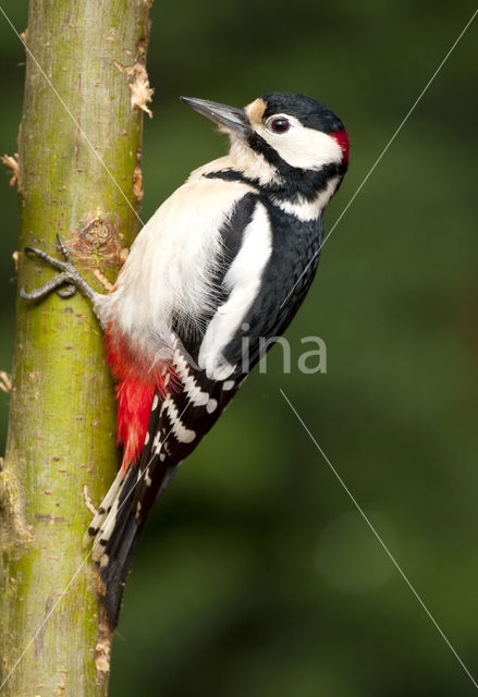 Great Spotted Woodpecker (Dendrocopos major)