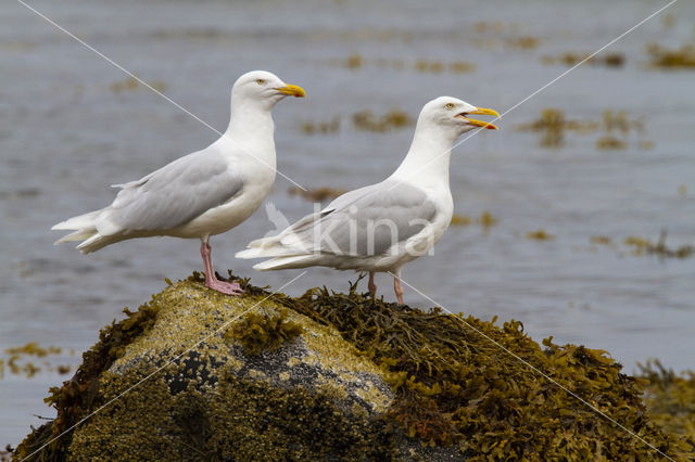 Grote Burgemeester (Larus hyperboreus)