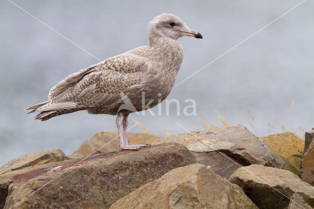 Glaucous Gull (Larus hyperboreus)