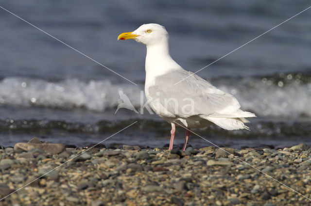 Grote Burgemeester (Larus hyperboreus)