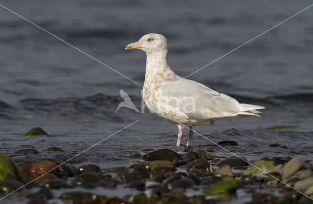 Grote Burgemeester (Larus hyperboreus)