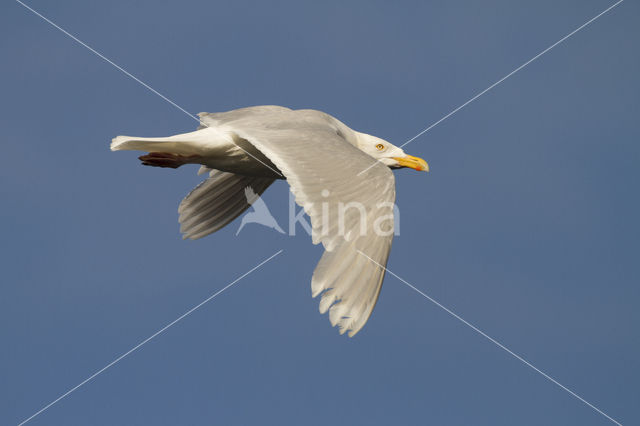 Glaucous Gull (Larus hyperboreus)