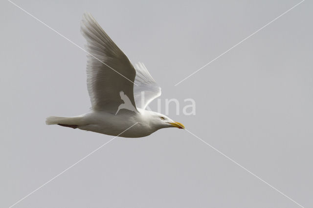 Grote Burgemeester (Larus hyperboreus)