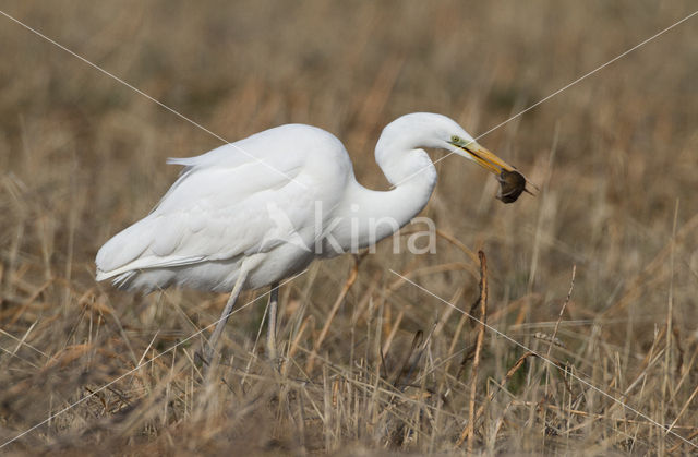 Grote zilverreiger (Casmerodius albus)