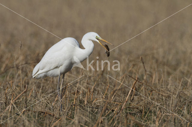 Grote zilverreiger (Casmerodius albus)