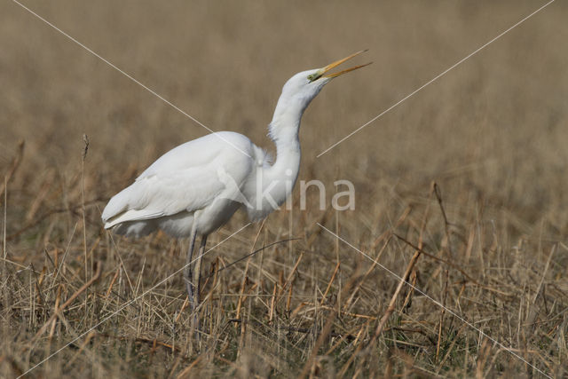 Grote zilverreiger (Casmerodius albus)