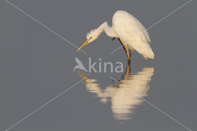 Great White Egret