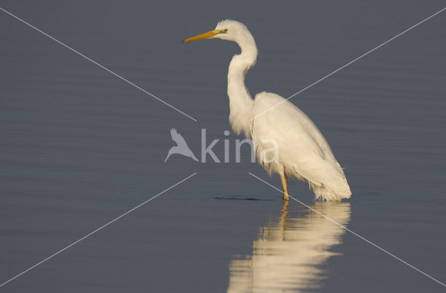 Grote zilverreiger (Casmerodius albus)