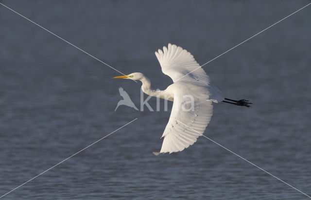 Grote zilverreiger (Casmerodius albus)