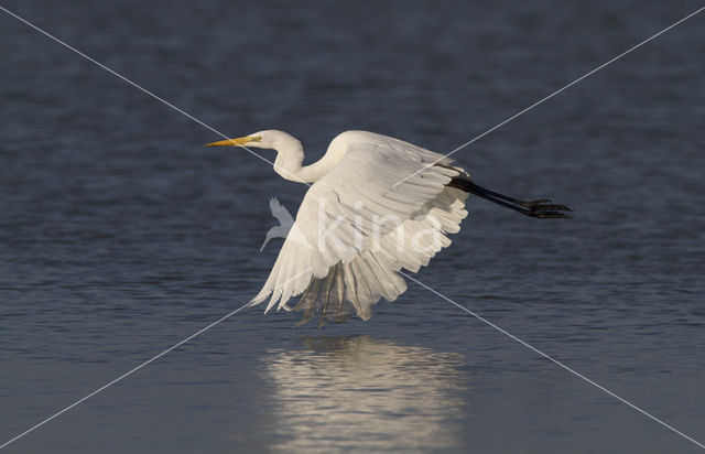 Great White Egret