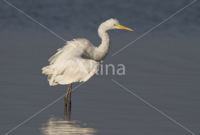 Grote zilverreiger (Casmerodius albus)