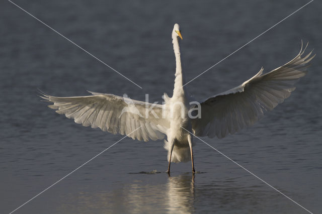 Grote zilverreiger (Casmerodius albus)