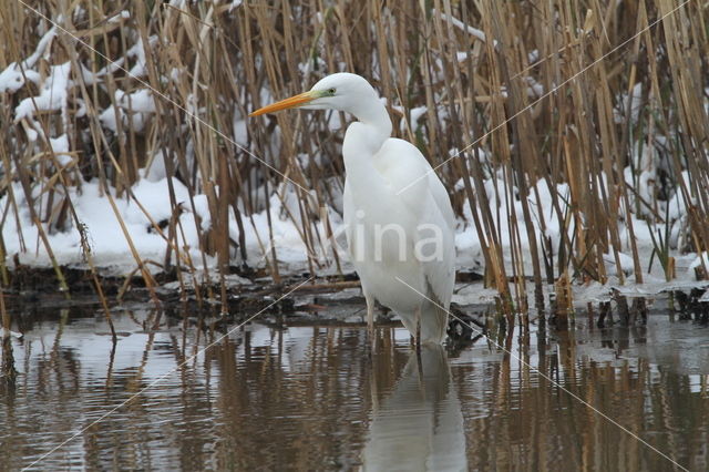 Grote zilverreiger (Casmerodius albus)