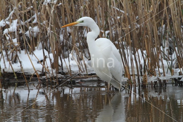 Grote zilverreiger (Casmerodius albus)