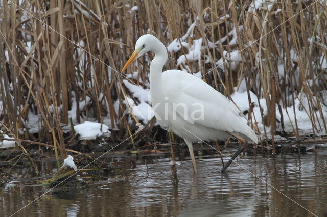 Grote zilverreiger (Casmerodius albus)