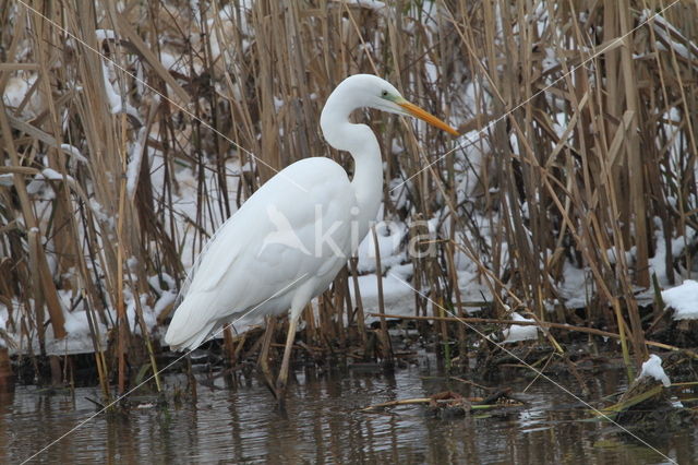 Great White Egret