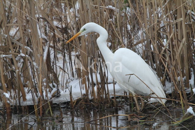 Great White Egret