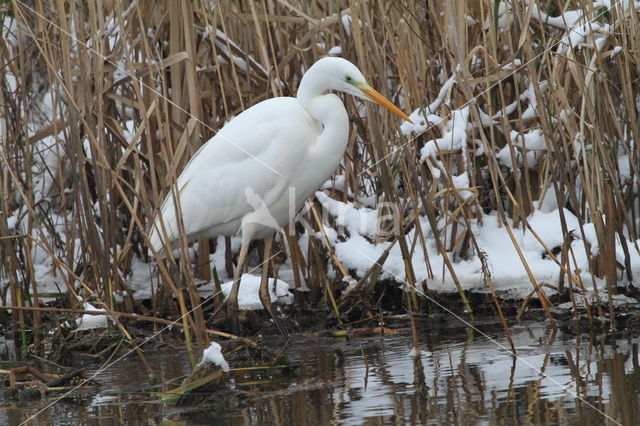 Great White Egret