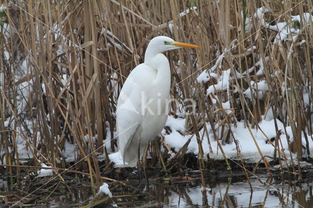 Great White Egret