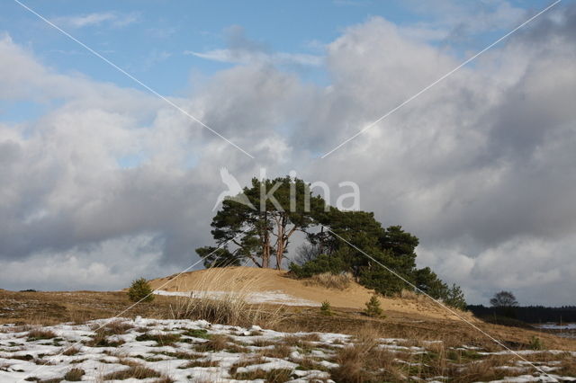 Scots Pine (Pinus sylvestris)