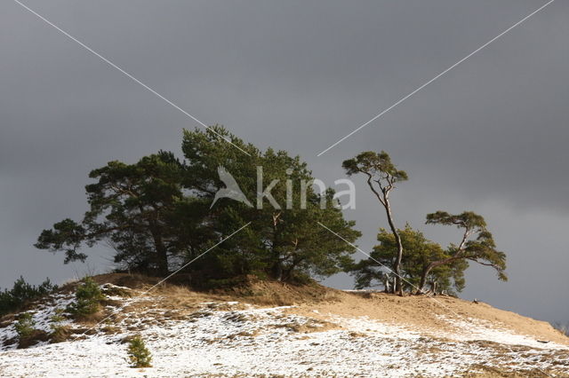 Scots Pine (Pinus sylvestris)