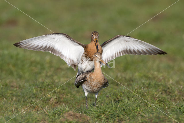 Black-tailed Godwit (Limosa limosa)